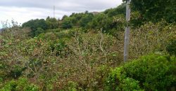 Dos casas y varios pajeros en Barlovento