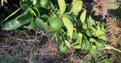Finca in Garafia