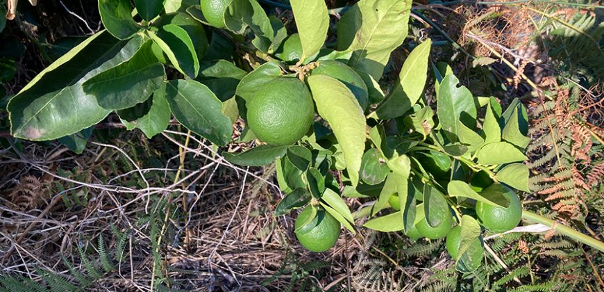 Finca in Garafia