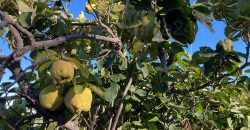 Finca in Garafia