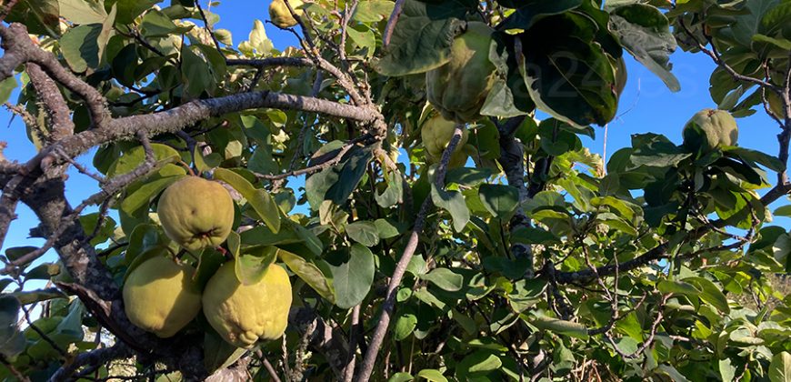 Finca in Garafia