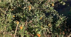 Finca in Garafia