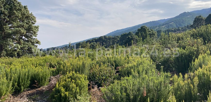 Finca in La Mata