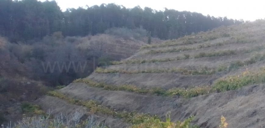 Weinland in Tijarafe