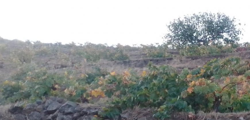Weinland in Tijarafe