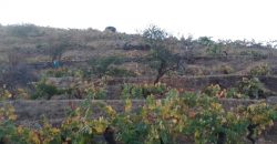 Weinland in Tijarafe