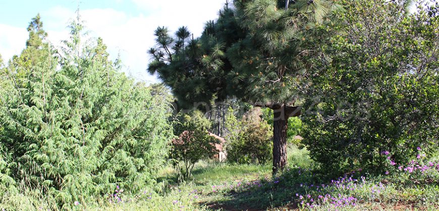 Finca in Puntagorda