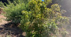 Grundstück in Garafia