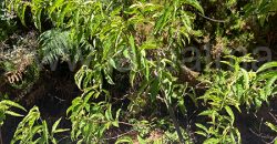 Grundstück in Garafia