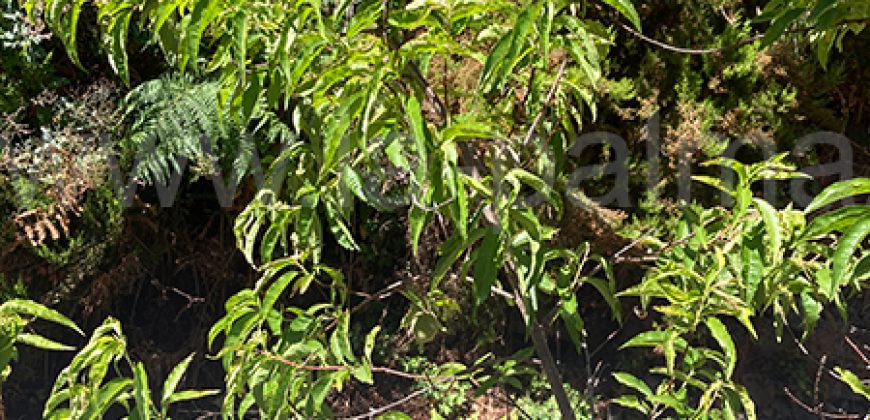 Grundstück in Garafia