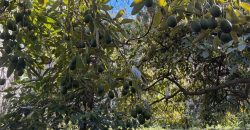 Finca in El Paso