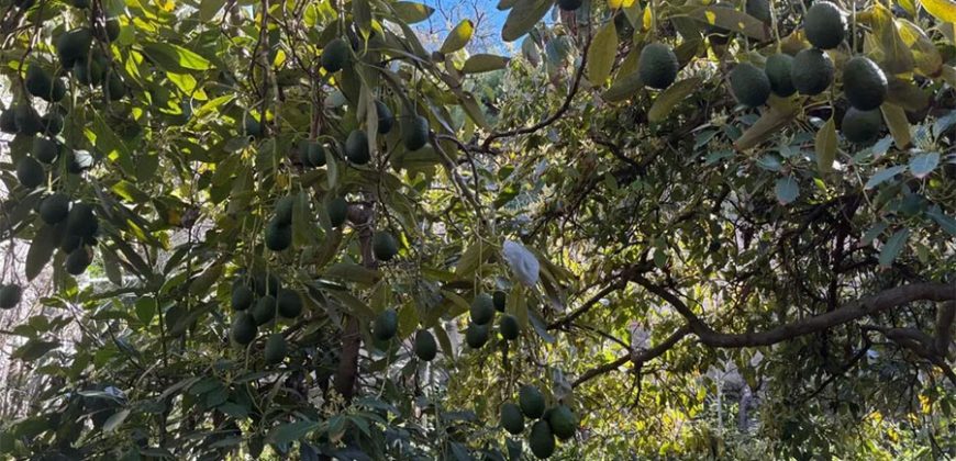 Finca in El Paso