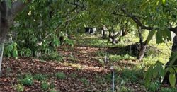 Finca in El Paso