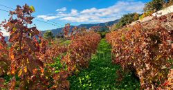 Haus in Los Pedregales