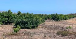 Bauland in Puntagorda