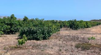 Bauland in Puntagorda