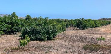 Bauland in Puntagorda