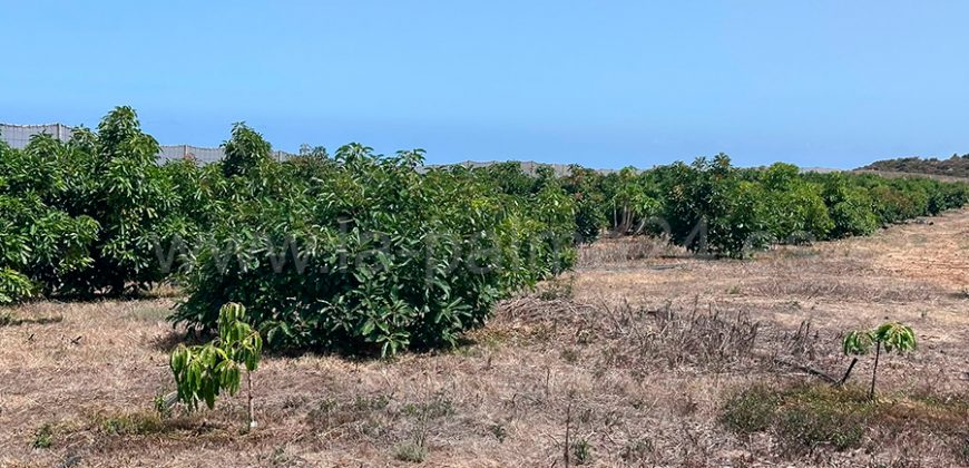 Bauland in Puntagorda