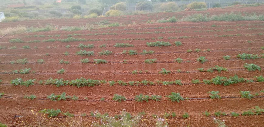 Finca in Puntagorda