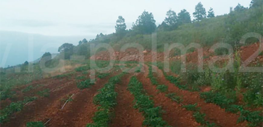 Finca in Puntagorda