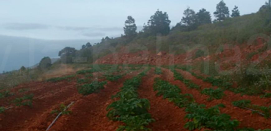 Finca in Puntagorda