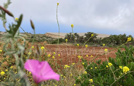 Edificable en Puntagorda