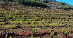 Finca en Garafia