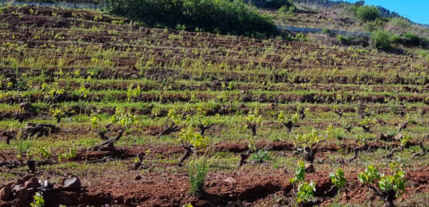Finca en Garafia