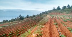 Terreno en Puntagorda