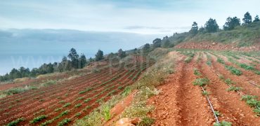 Terreno en Puntagorda