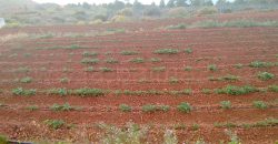 Terreno en Puntagorda