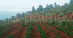 Terreno en Puntagorda