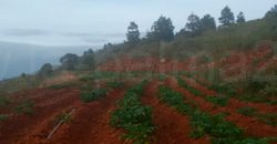 Terreno en Puntagorda