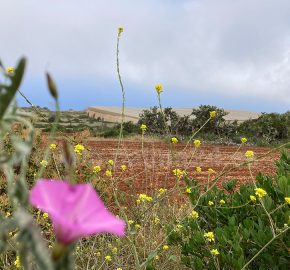Edificable en Puntagorda
