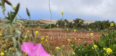 Edificable en Puntagorda