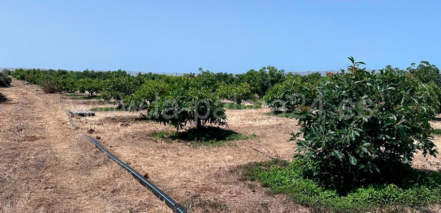 Turístico en Puntagorda