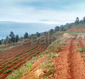 Terreno en Puntagorda