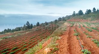 Terreno en Puntagorda